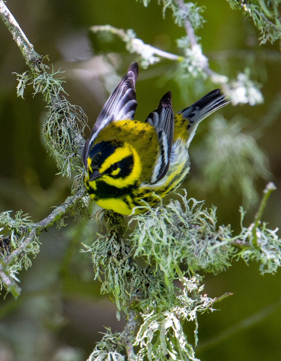 Townsend's Warbler - ML617542476