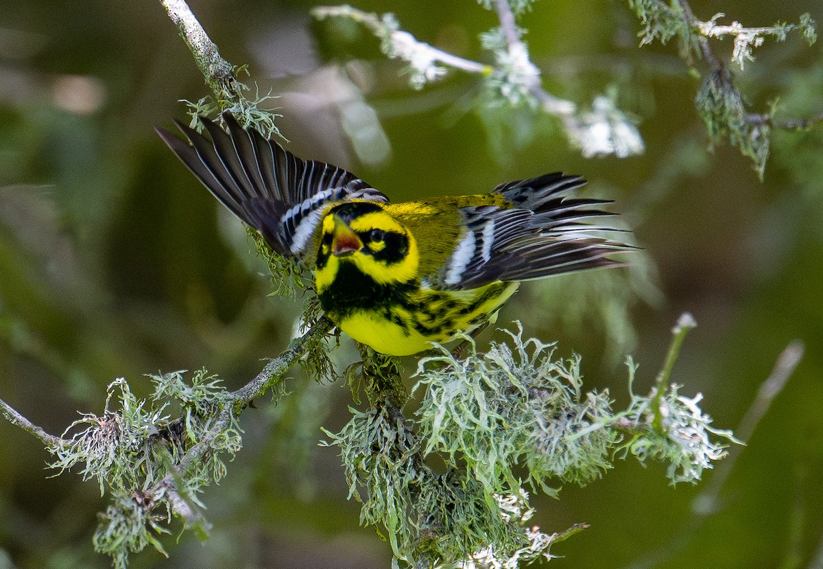 Townsend's Warbler - ML617542478