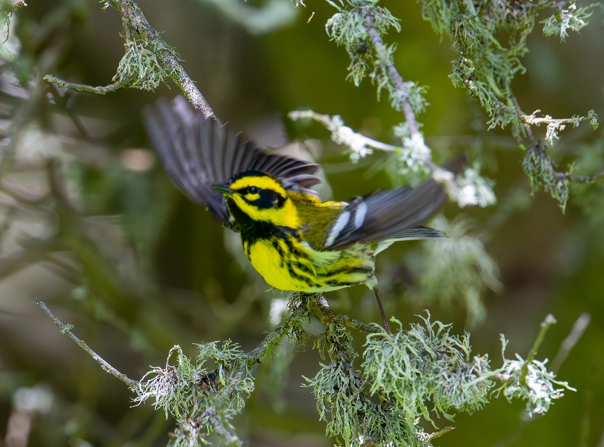 Townsend's Warbler - ML617542481