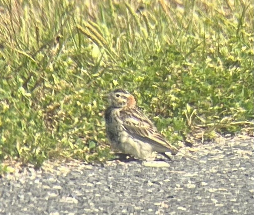 Chestnut-collared Longspur - Grace Yaros