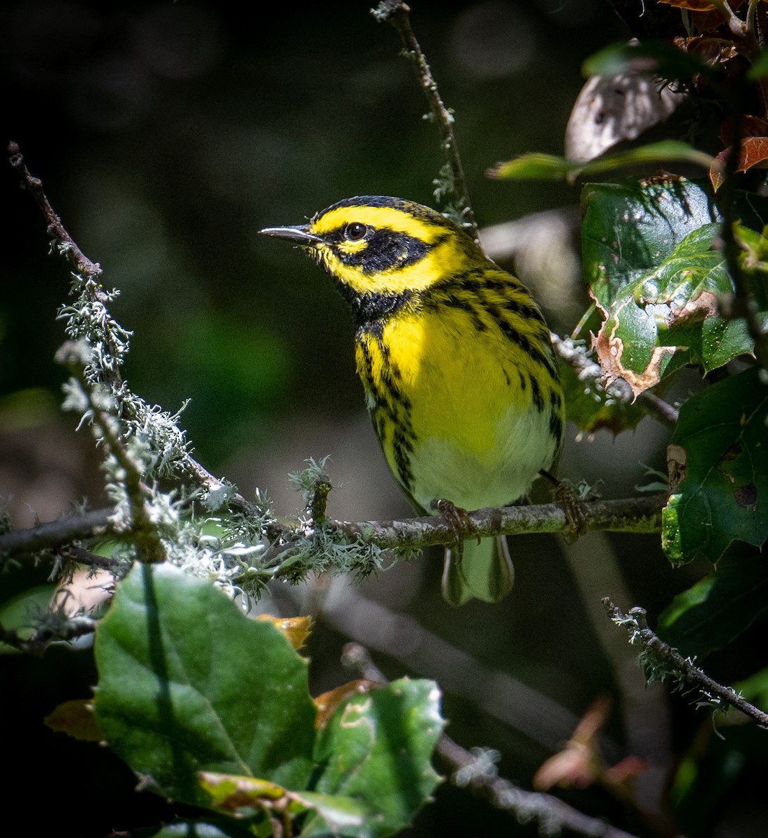 Townsend's Warbler - ML617542488