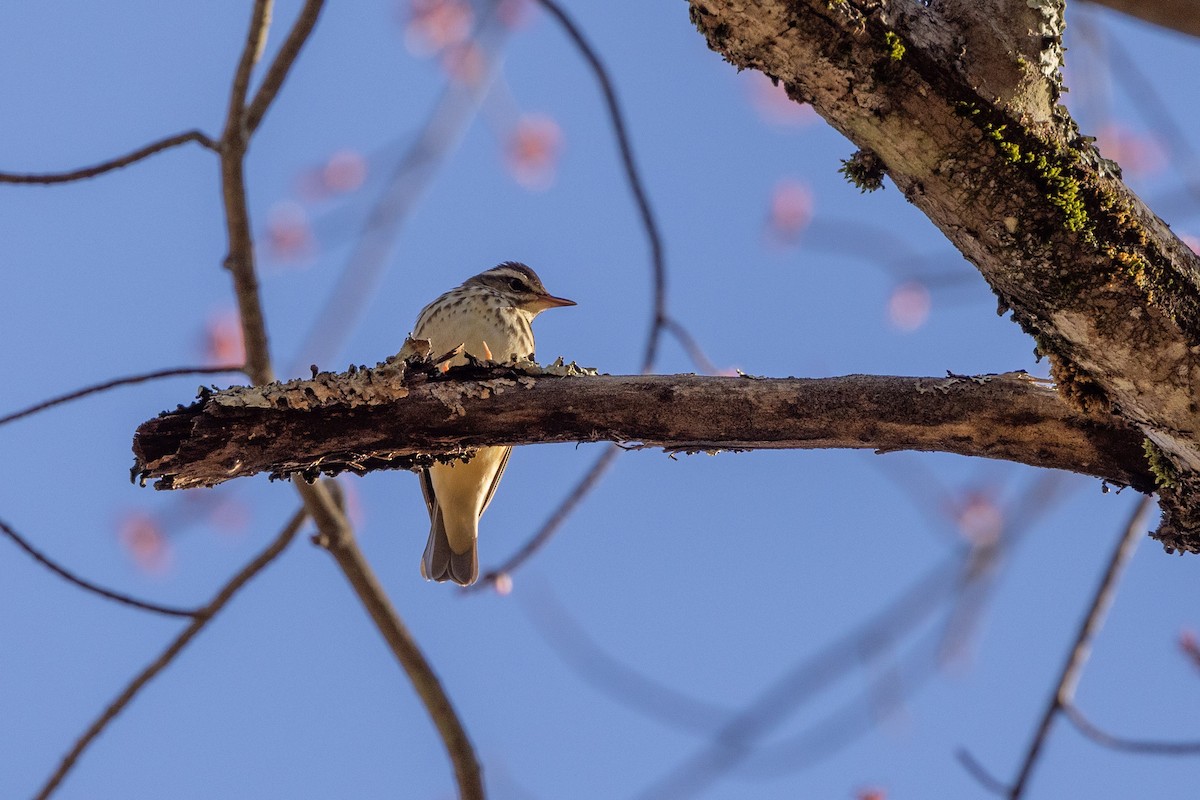 Louisiana Waterthrush - ML617542498