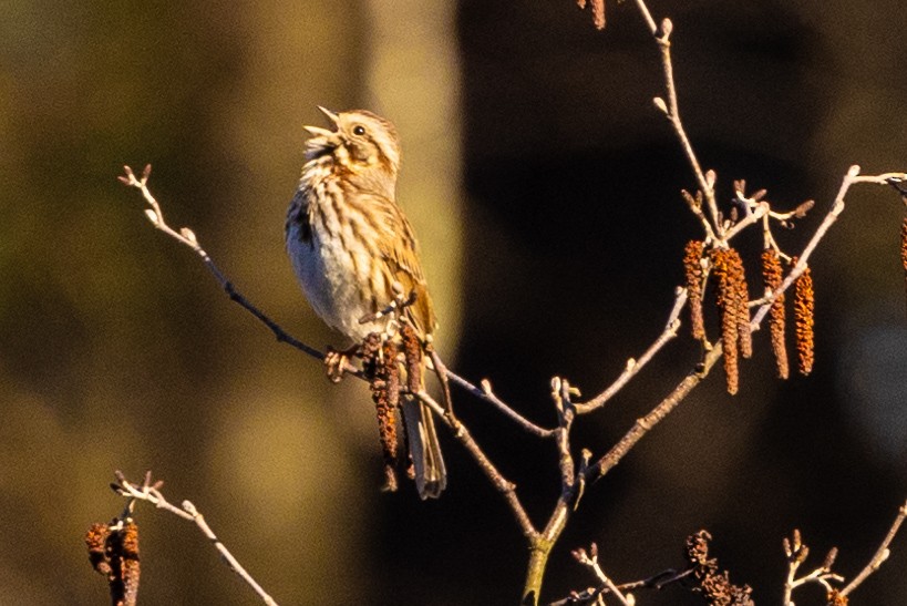 Song Sparrow - ML617542513