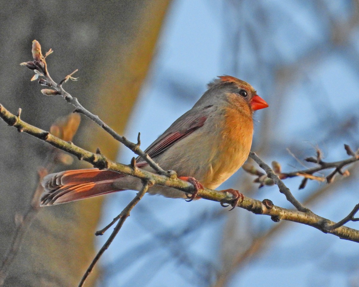 Northern Cardinal - ML617542533