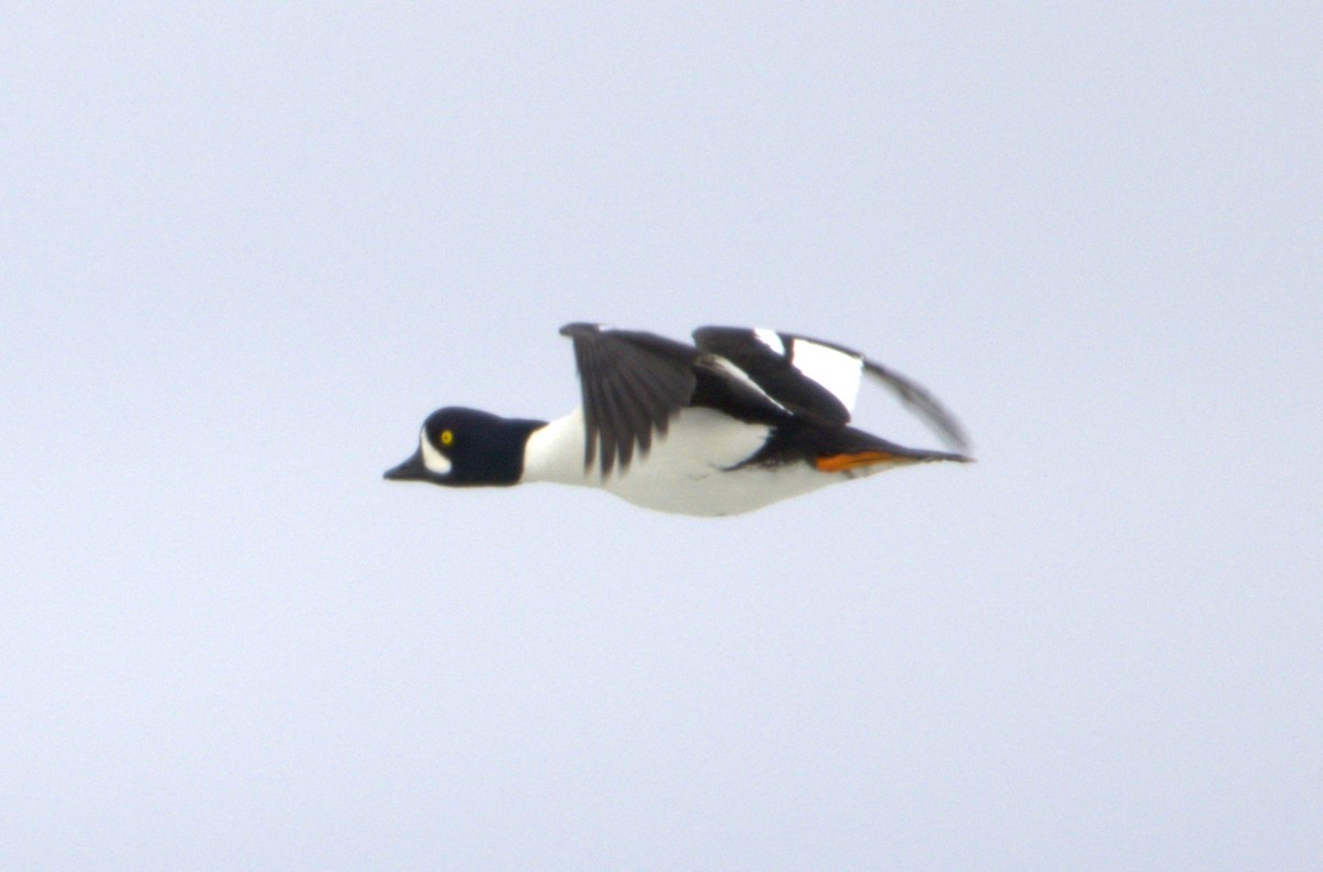 Barrow's Goldeneye - Michel Marsan