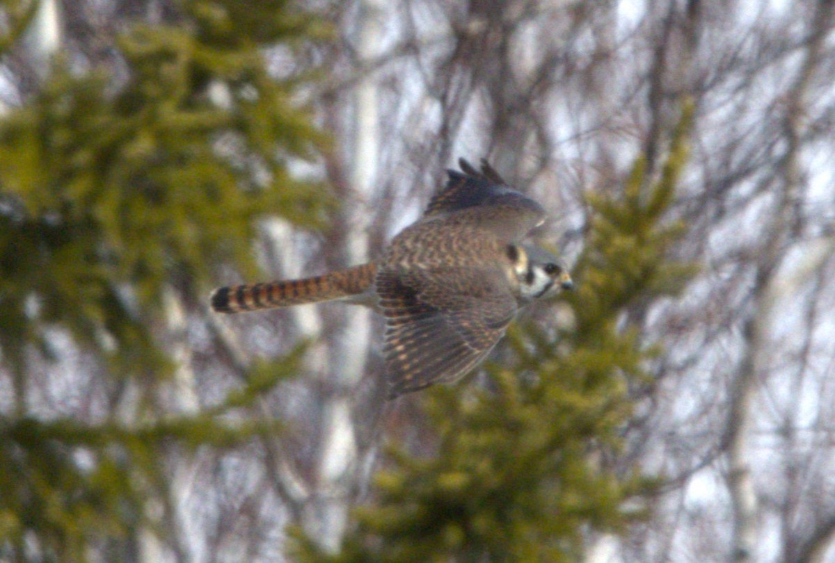 American Kestrel - ML617542568