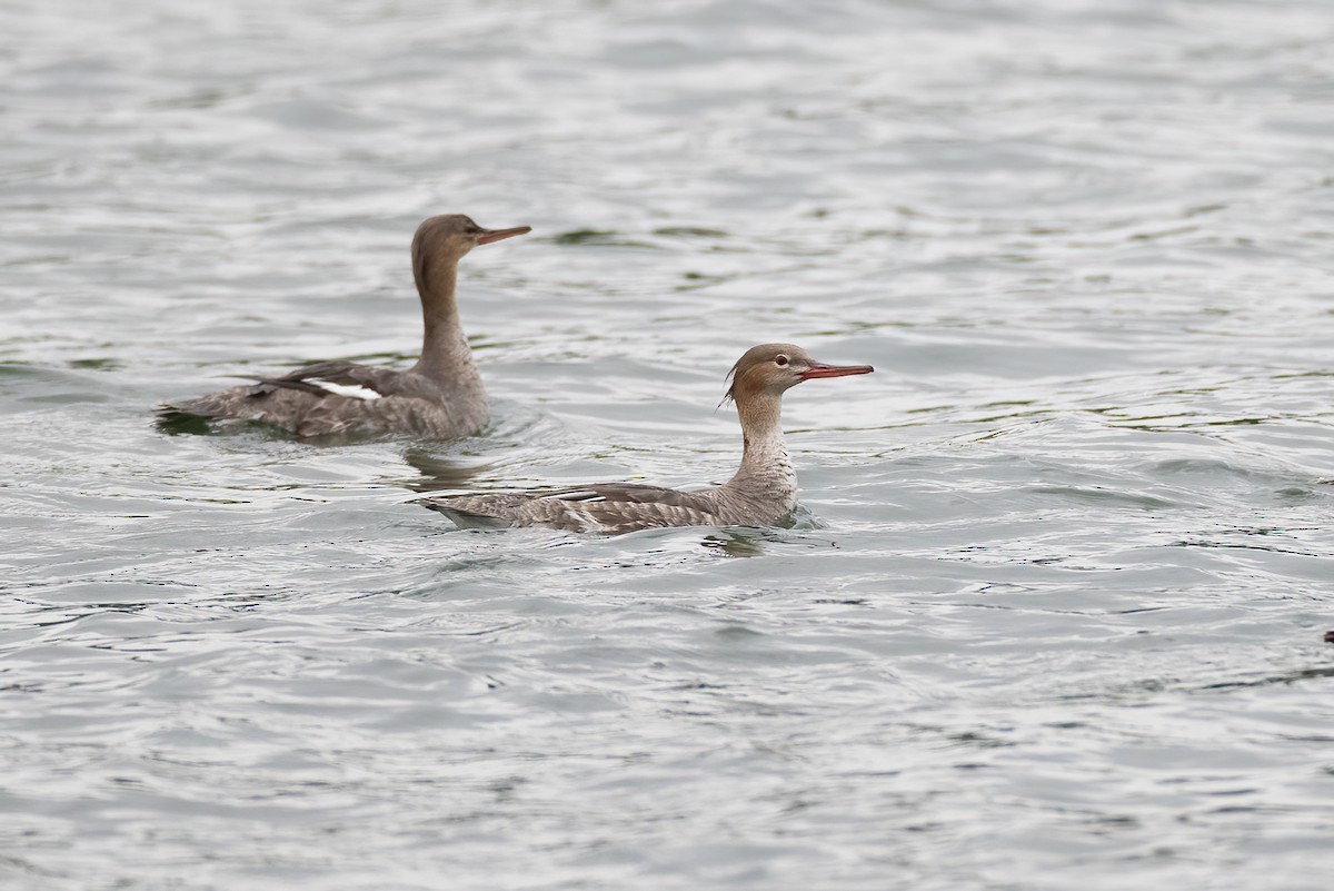 Red-breasted Merganser - ML617542583