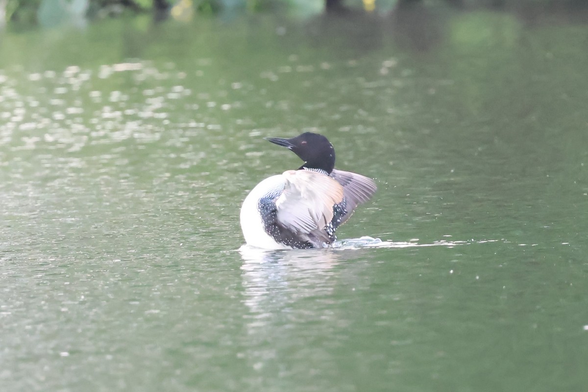 Common Loon - ML617542584