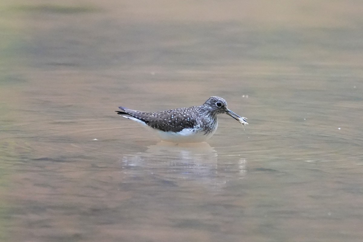 Solitary Sandpiper - Joe RouLaine