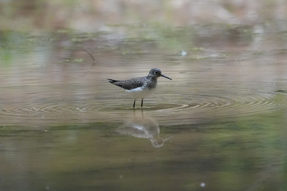 Solitary Sandpiper - ML617542600