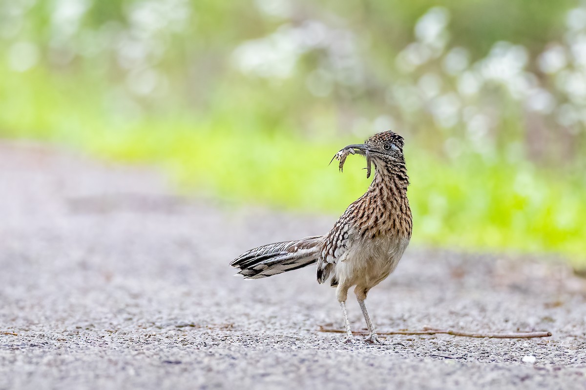 Greater Roadrunner - ML617542602