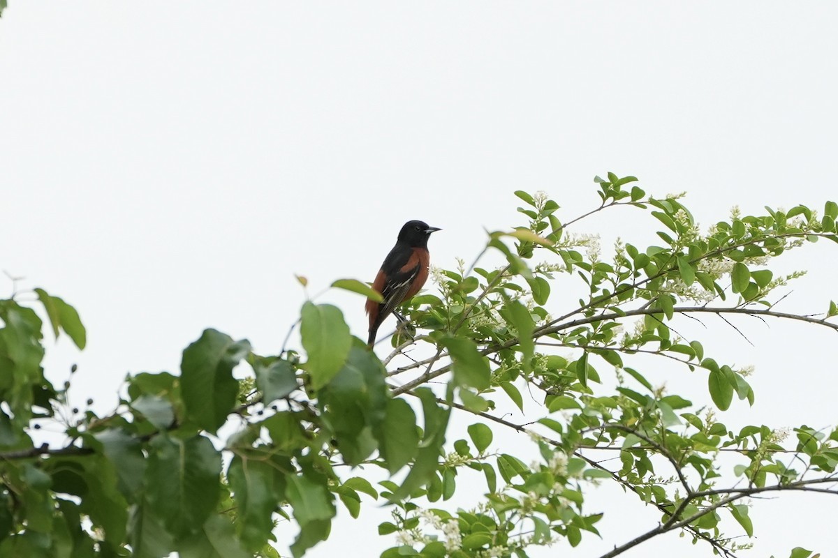 Oriole des vergers - ML617542606