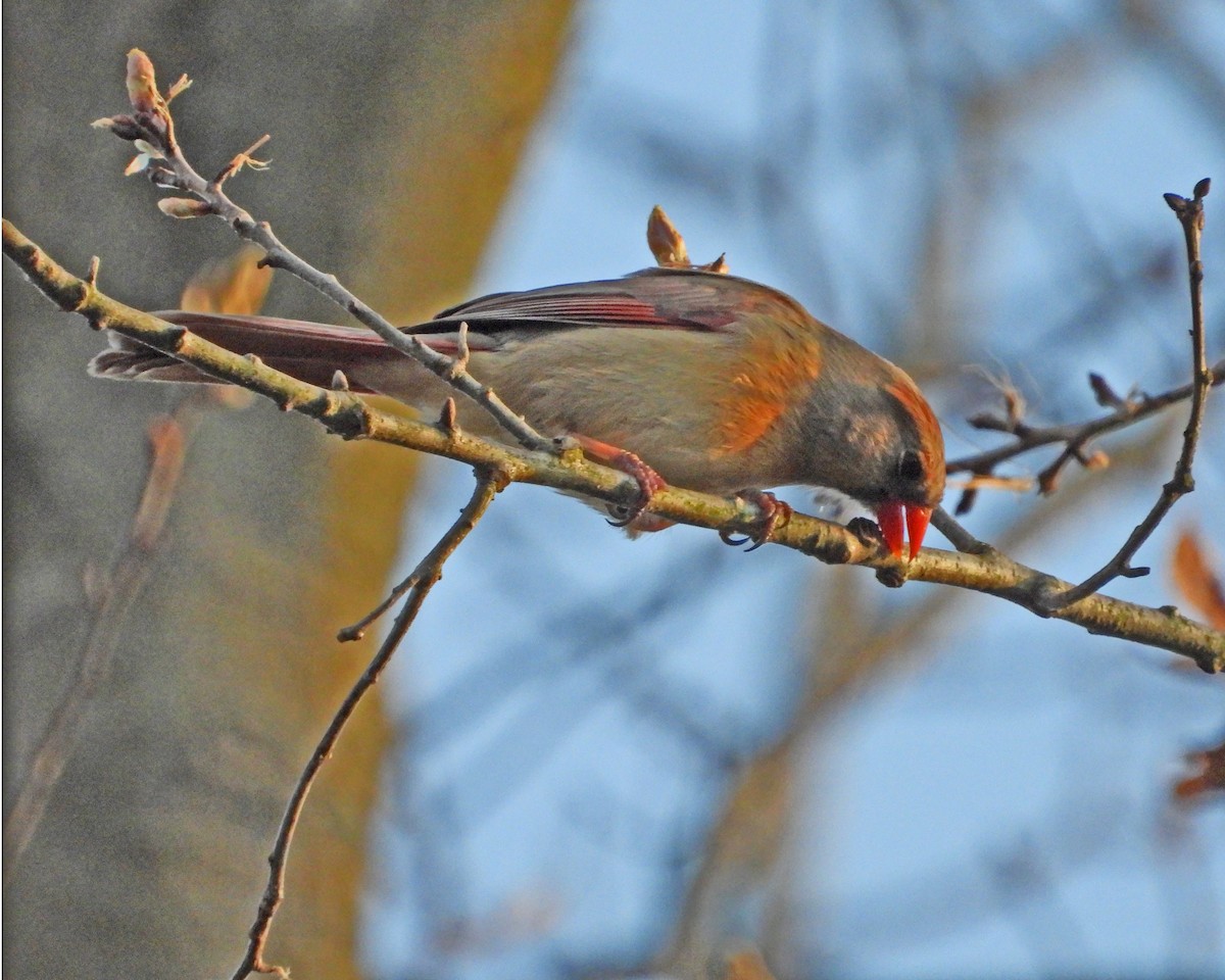 Northern Cardinal - ML617542609