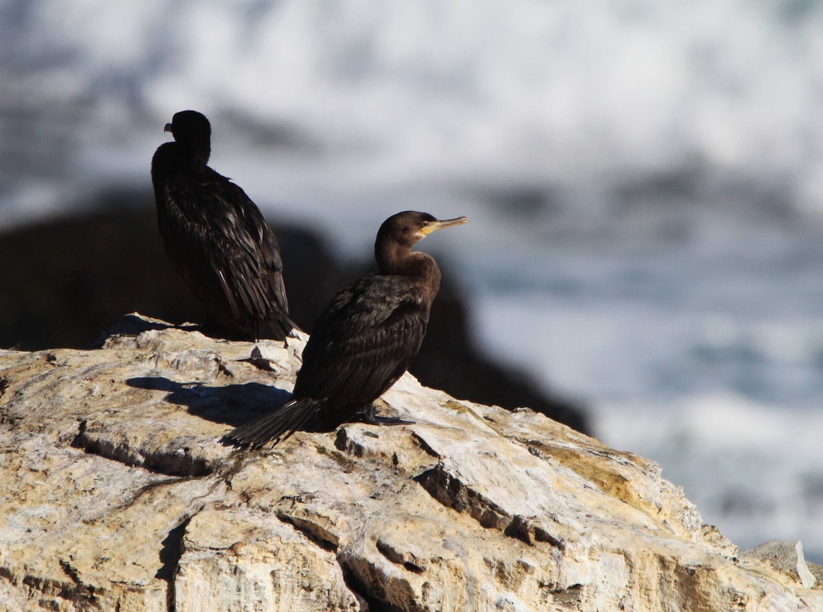 Neotropic Cormorant - ML617542657