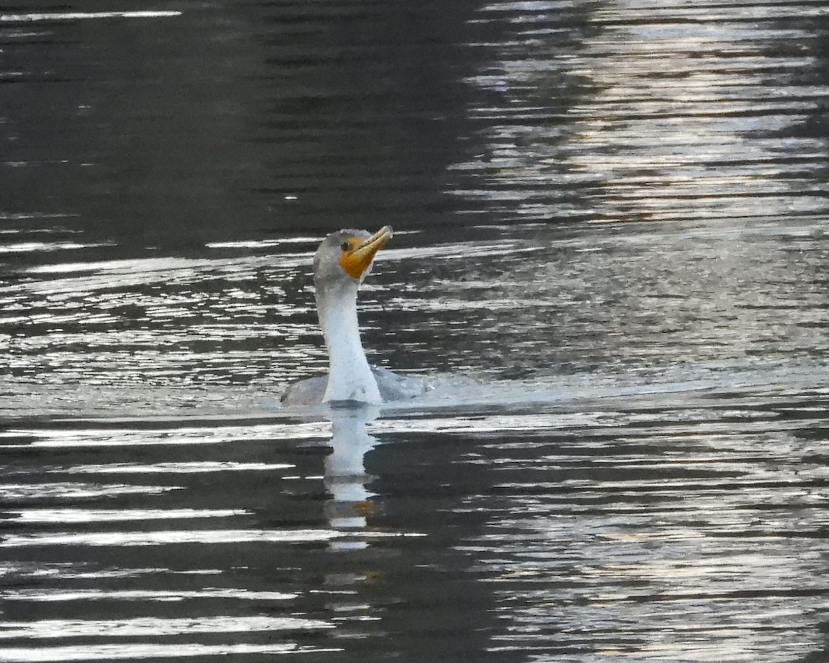 Double-crested Cormorant - ML617542666