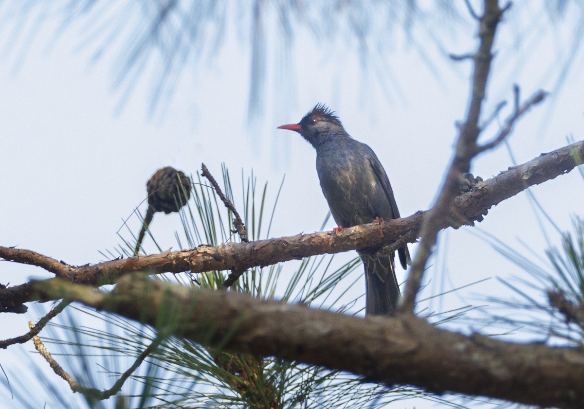 Black Bulbul - ML617542697