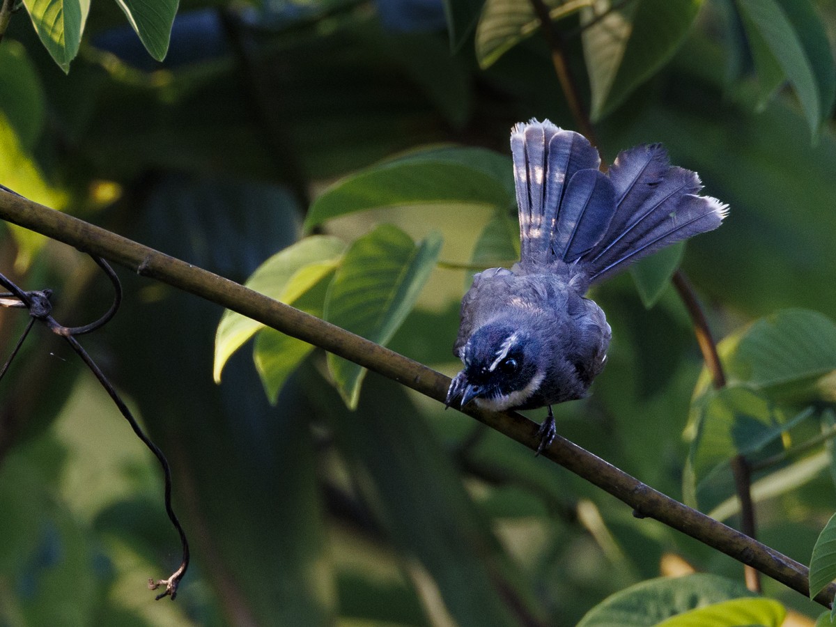 White-throated Fantail - ML617542700