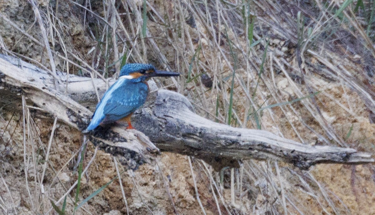 Martin-pêcheur d'Europe - ML617542701