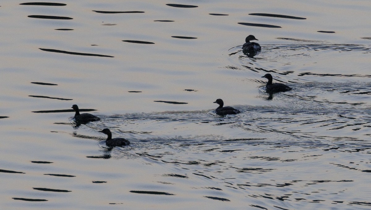 Little Grebe - ML617542704