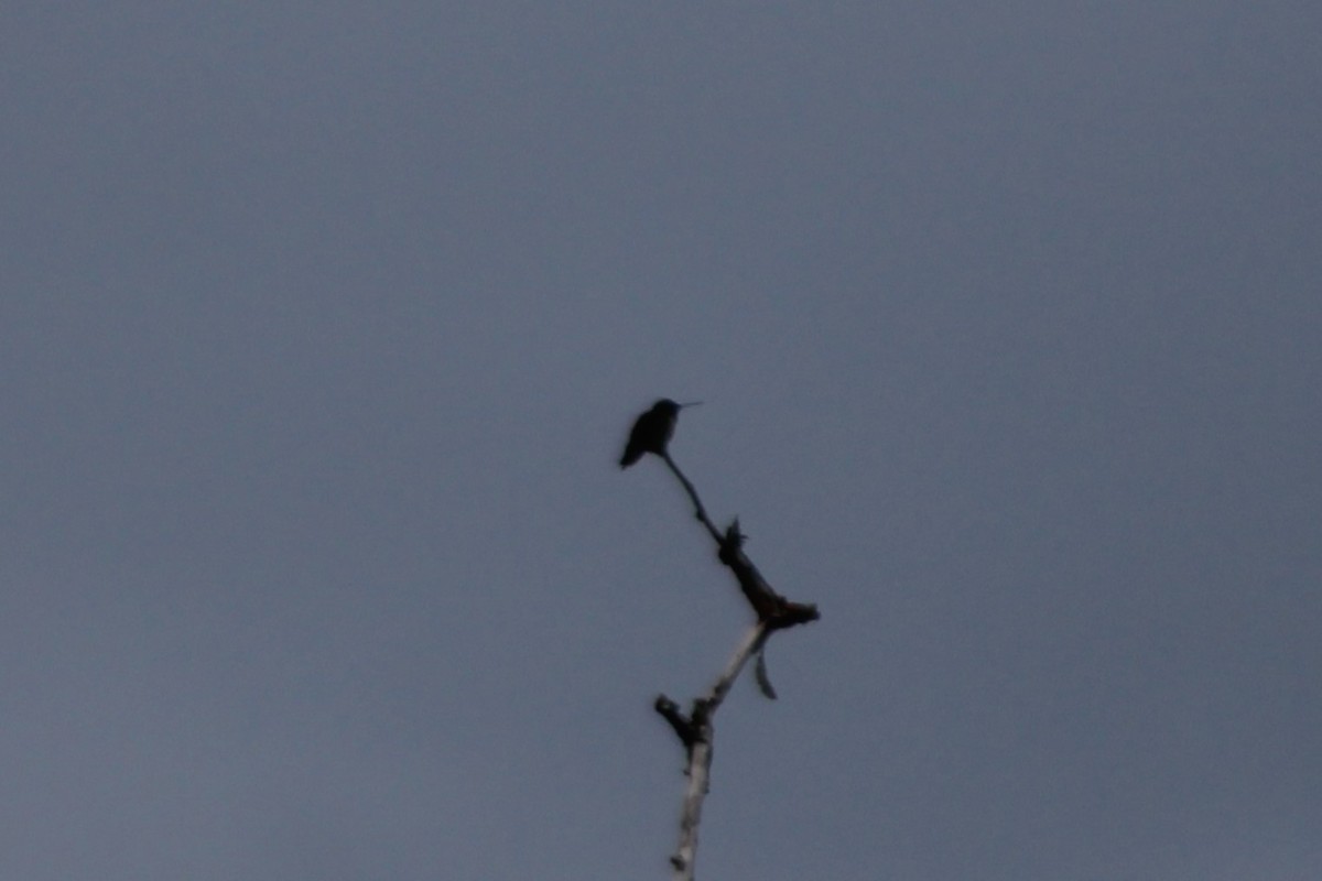 Black-chinned Hummingbird - ML617542793