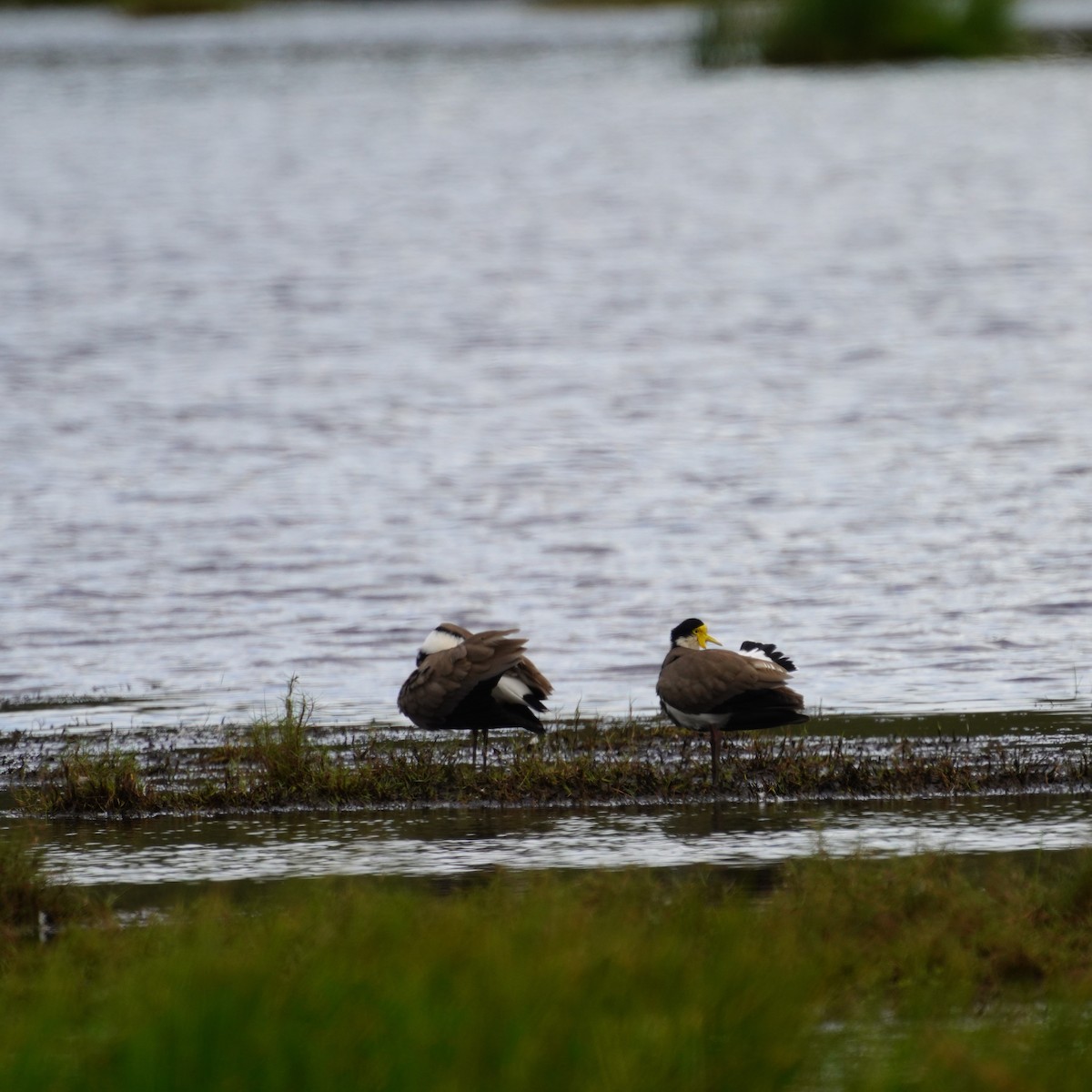 Masked Lapwing - May Britton