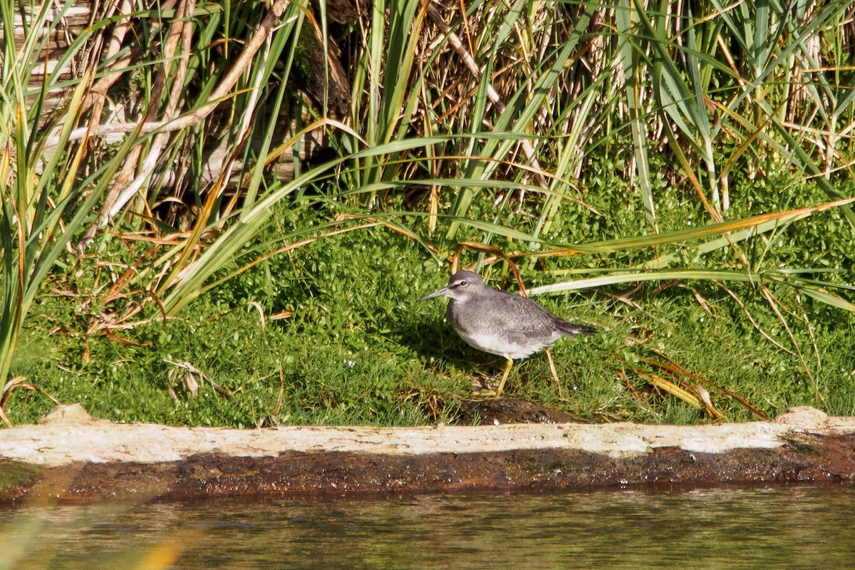 Wandering Tattler - ML617542986