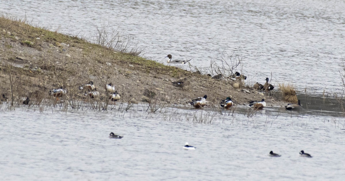 Northern Pintail - Estela Quintero-Weldon