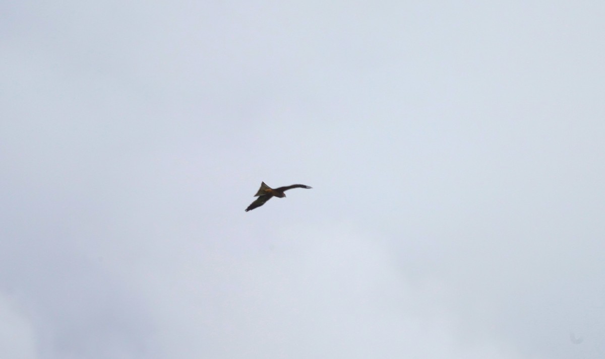 Black Kite - May Britton