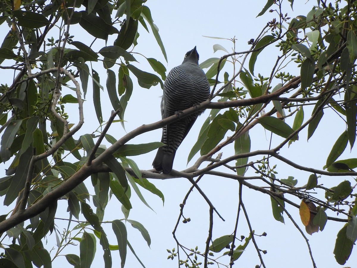 Barred Cuckooshrike - ML617543085