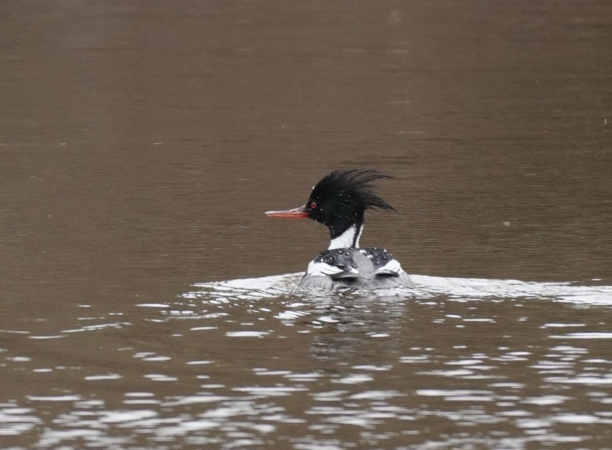 Red-breasted Merganser - ML617543103