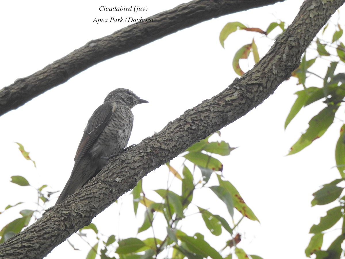 Common Cicadabird - Marie Tarrant