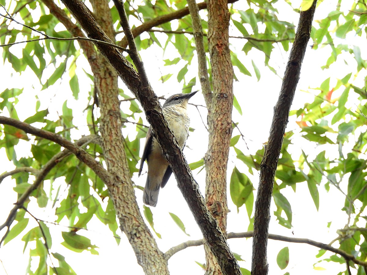 Common Cicadabird - Marie Tarrant