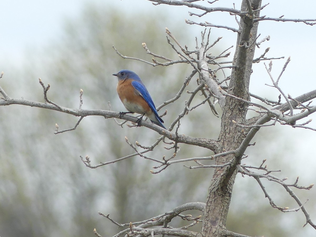 Eastern Bluebird - Sally Isacco