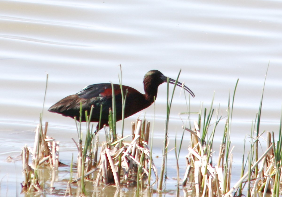 ibis americký - ML617543182