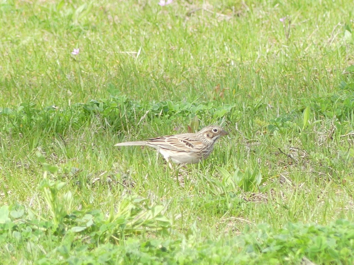 Vesper Sparrow - Sally Isacco