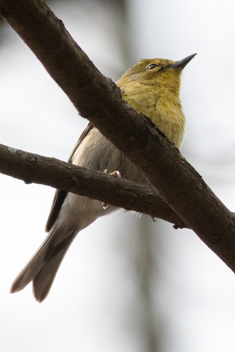 Pine Warbler - ML617543193