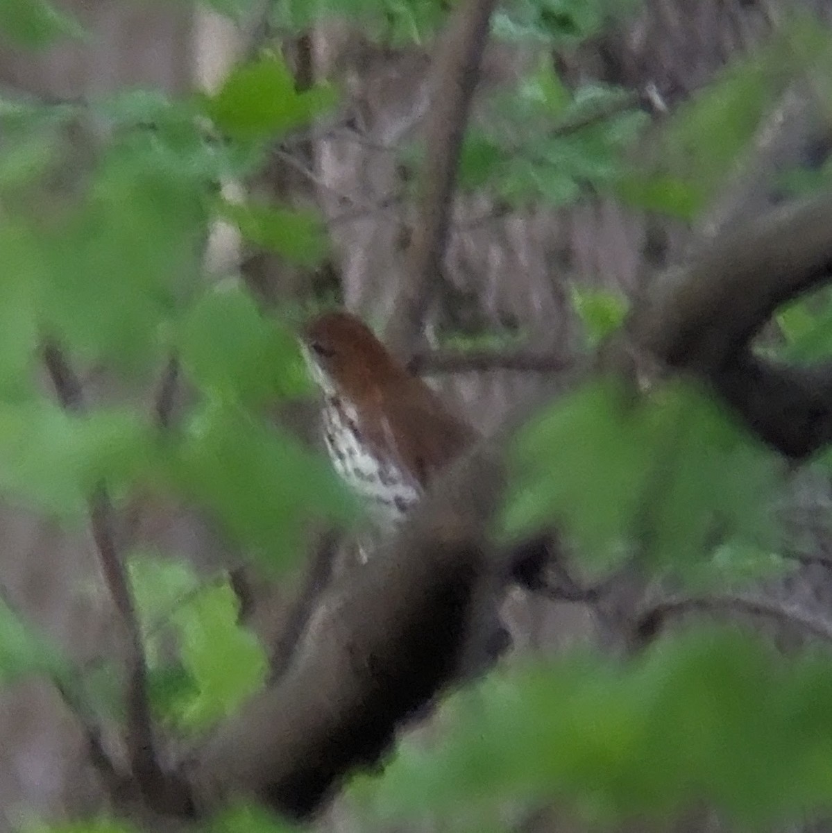 Wood Thrush - ML617543196