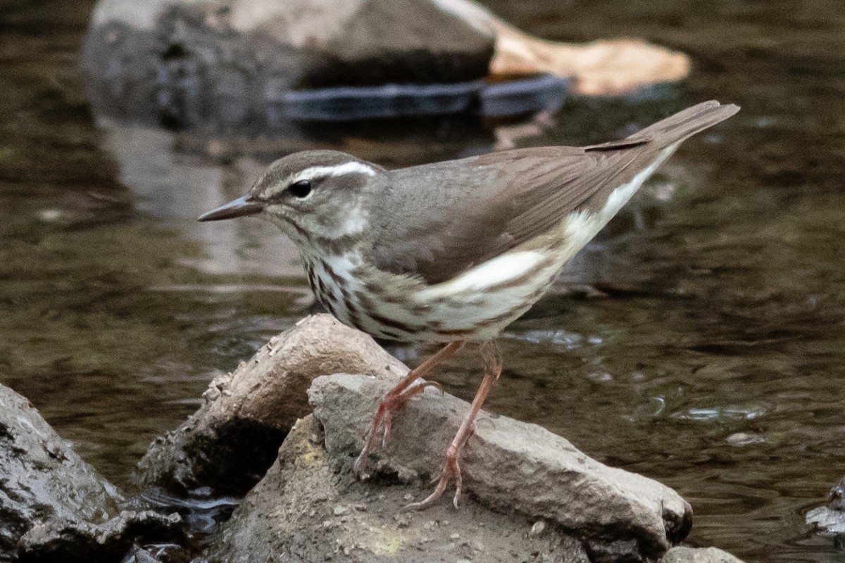 Louisiana Waterthrush - ML617543197