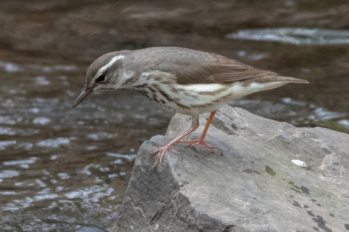 Louisiana Waterthrush - ML617543201