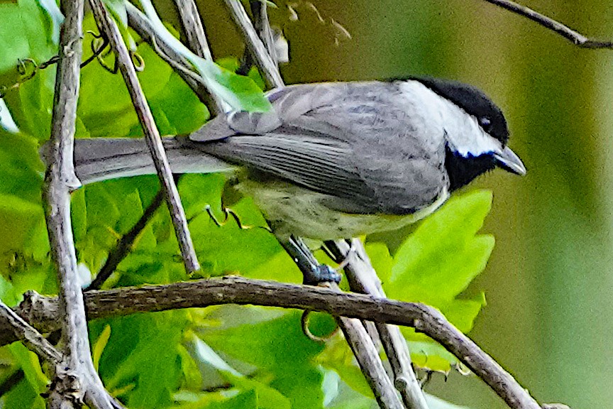Carolina Chickadee - ML617543208