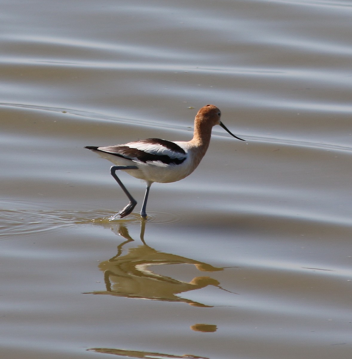 Avocette d'Amérique - ML617543221