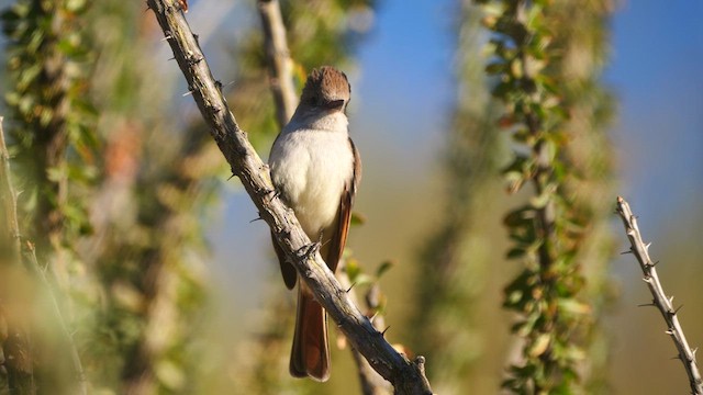 Ash-throated Flycatcher - ML617543230