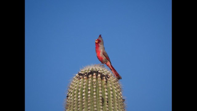 ørkenkardinal - ML617543240