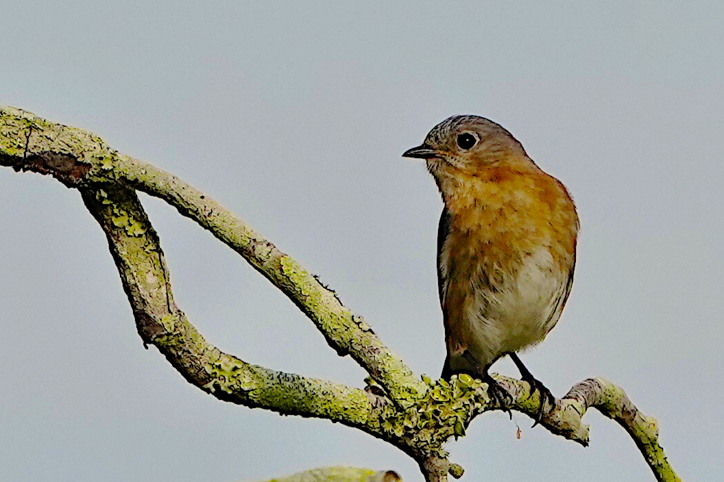 Eastern Bluebird - James Bourne