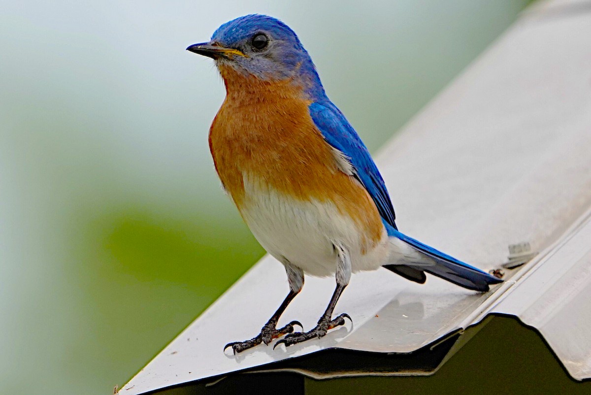 Eastern Bluebird - ML617543245