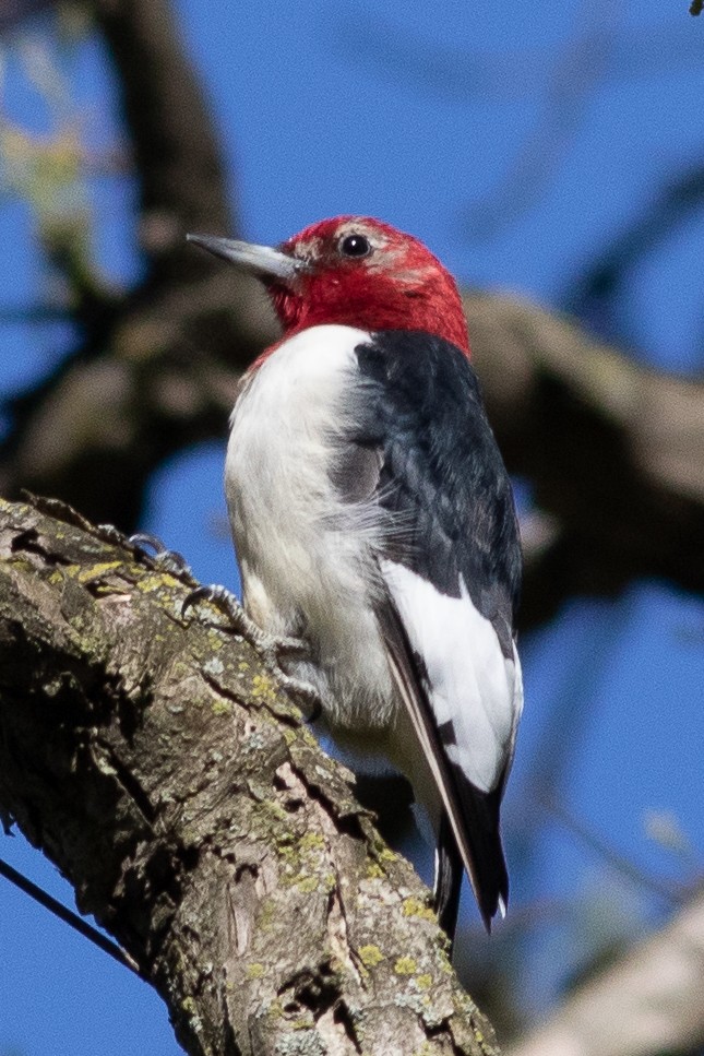 Red-headed Woodpecker - ML617543247