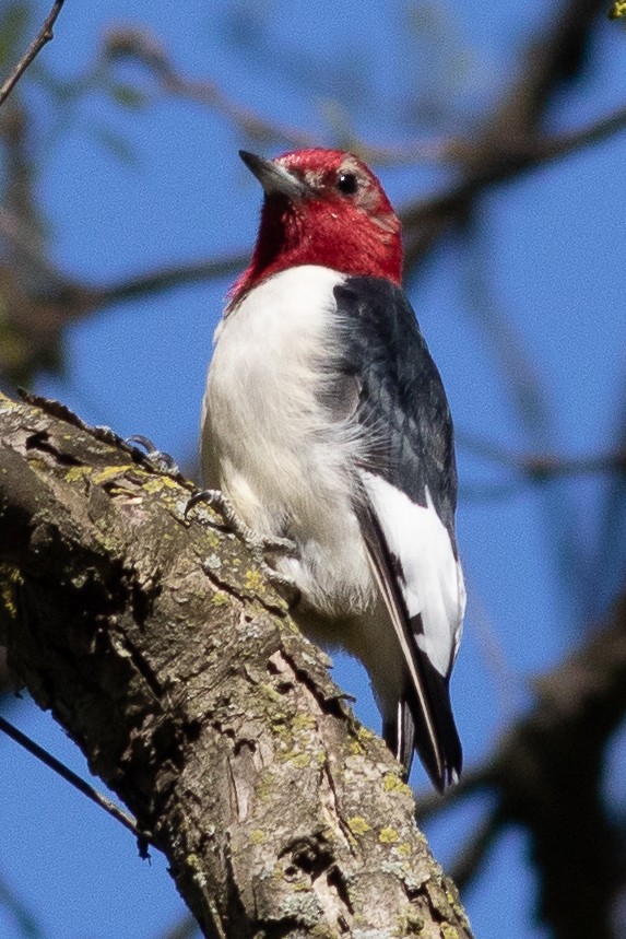 Red-headed Woodpecker - ML617543248