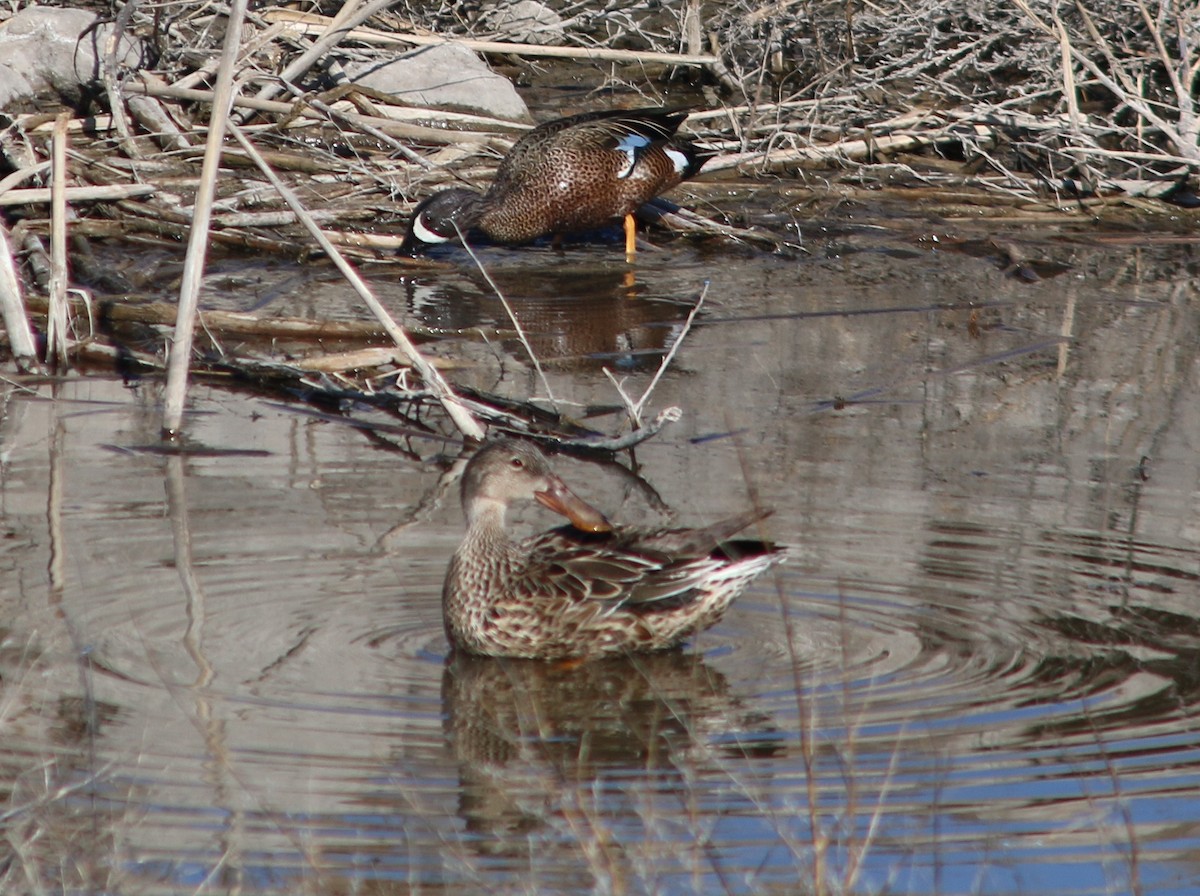 Blue-winged Teal - ML617543270