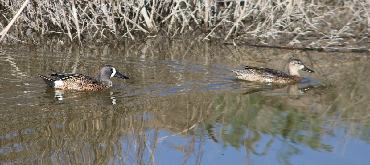 Blue-winged Teal - ML617543271