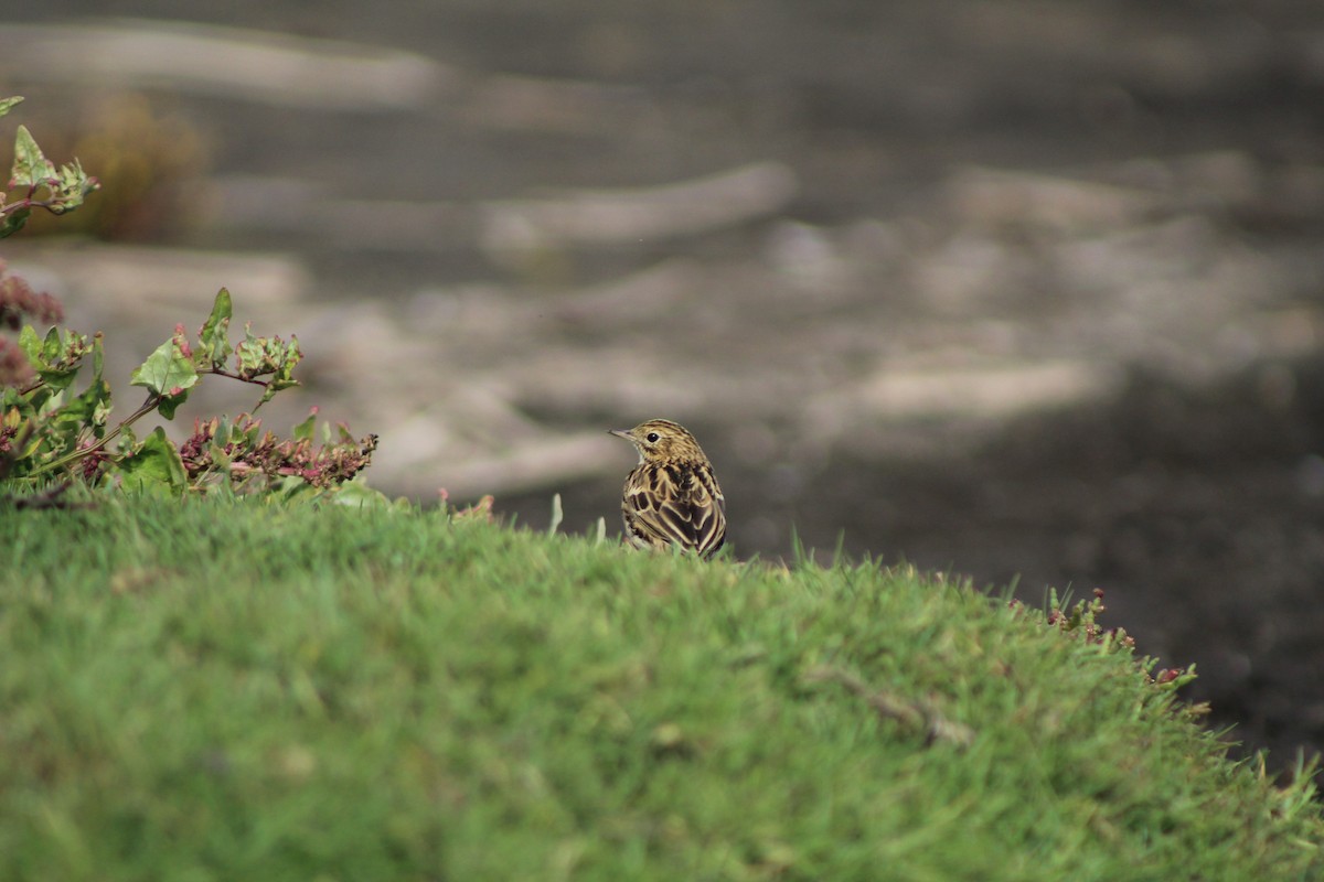 Correndera Pipit - ML617543328